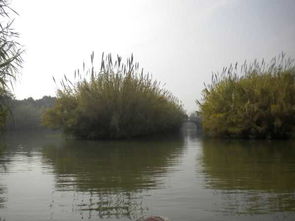 沙家浜蘆葦蕩 歷史與自然的詩(shī)意交融