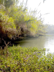 沙家浜蘆葦蕩 自然與歷史的詩(shī)意交融